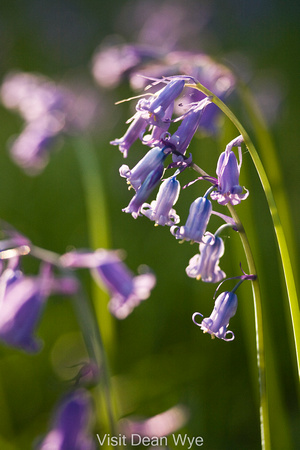 Bluebells in flower at Upper Soudley, Forest of Dean, Gloucestershire
