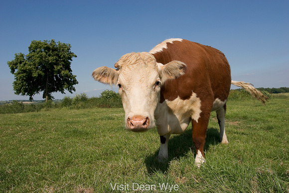 Stock Image of a Hereford Cow