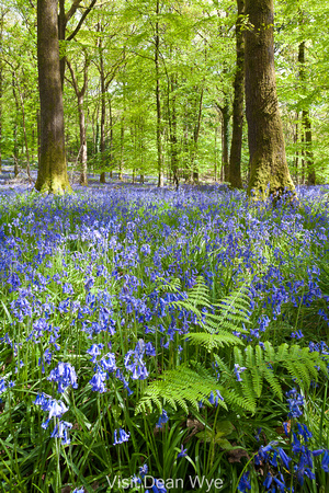Bluebells in the Forest of Dean at Bradley Hill, Gloucestershire UK